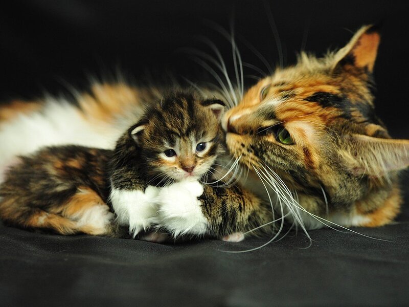 Calico Mother Cat and Kitten — Black
