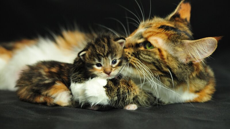 Calico Mother Cat and Kitten