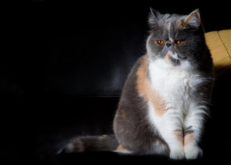 Calico Persian Cat — Black