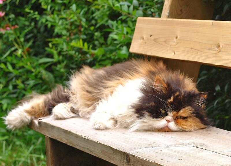 Calico Persian Cat