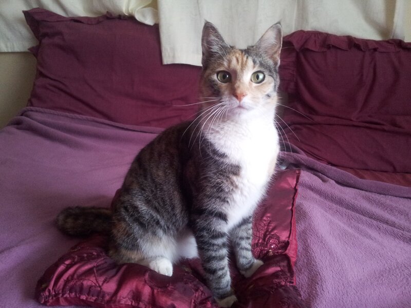 Calico Tabby Cat — Purple