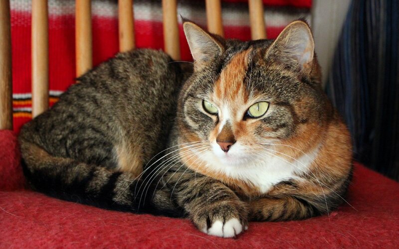 Calico Tabby Cat