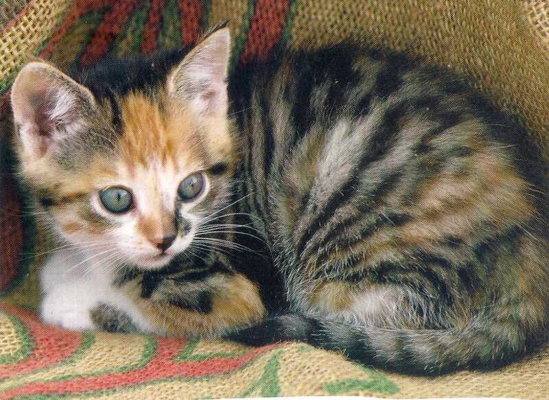 Calico Tabby Kitten