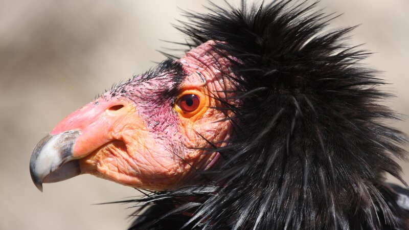 California Condor Head