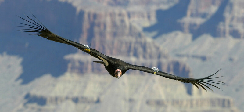 California Condor in Flight