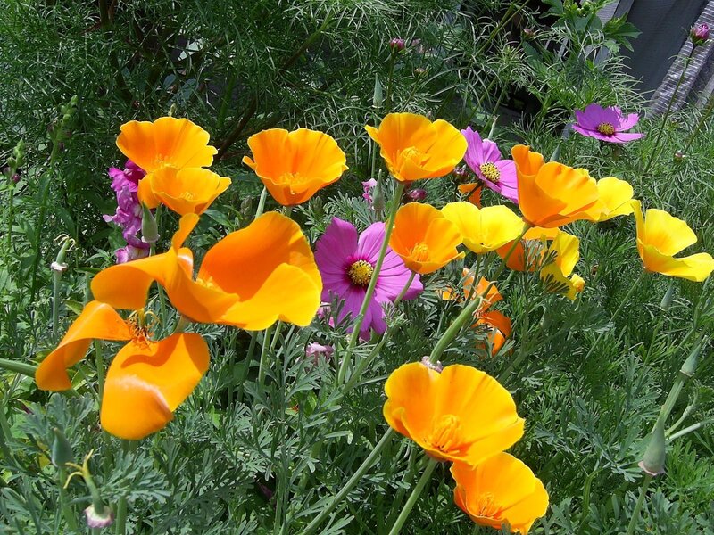 California Poppies and Cosmos