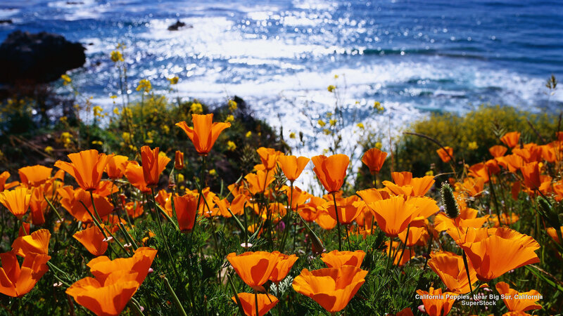 California Poppies by Ocean
