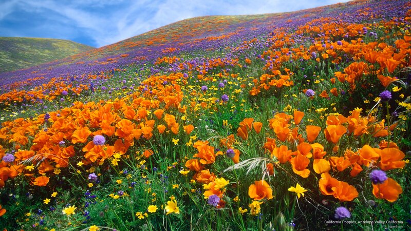 California Poppies in Field