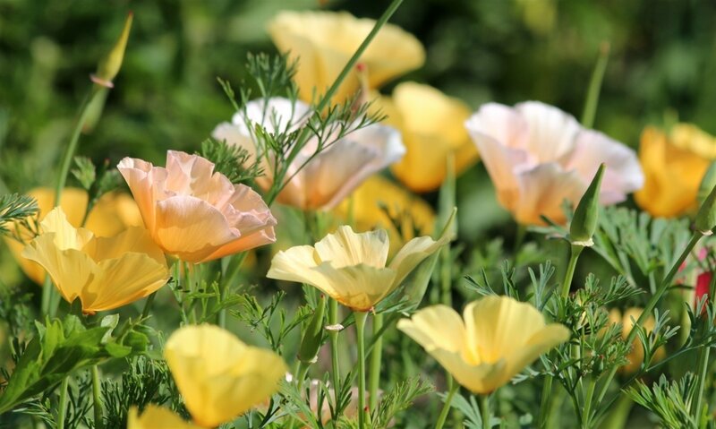 California Poppies in Field — Yellow