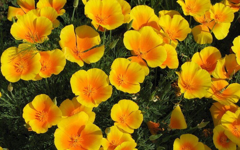 California Poppy Flowers