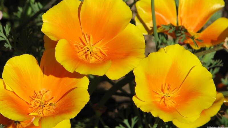California Poppy Flowers — Yellow