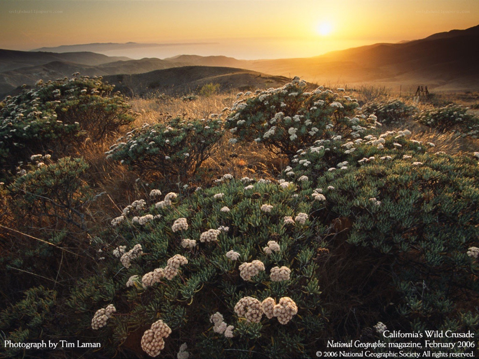 California's Wild Crusade