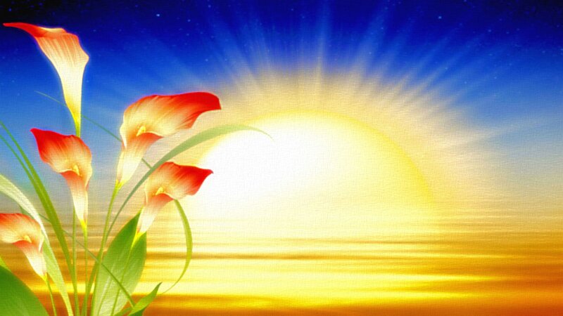 Calla Lilies at Sunrise