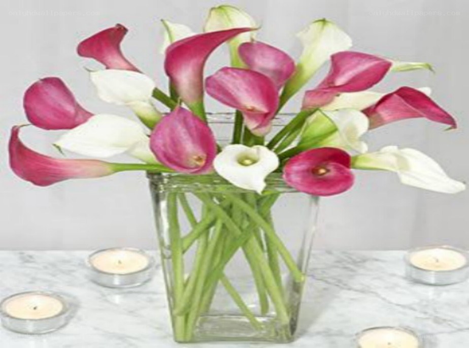Calla lilies in a vase