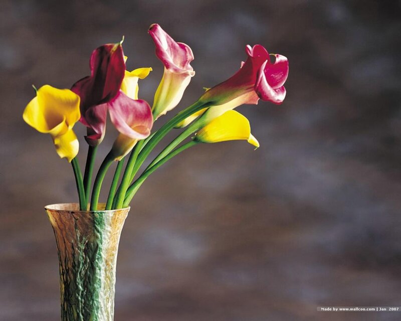 Calla Lilies in a Vase — Yellow, Calm