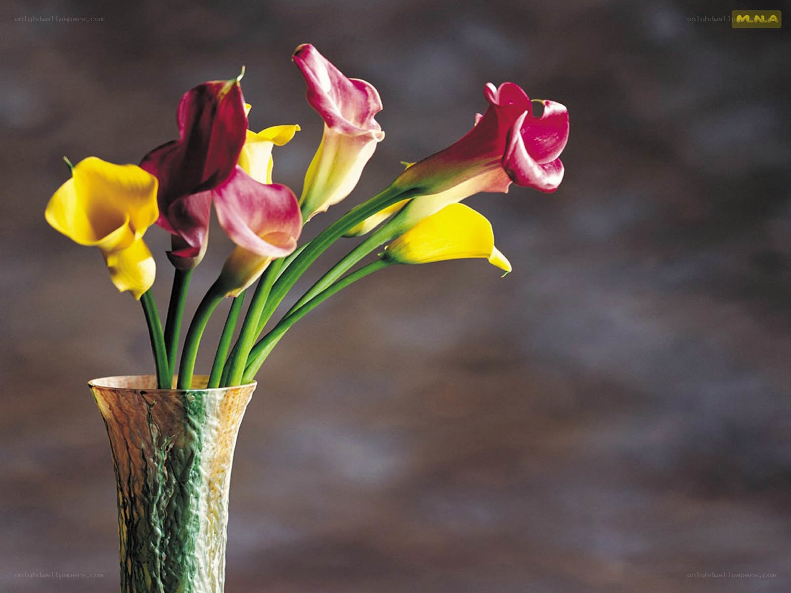 Calla lilies in a vase