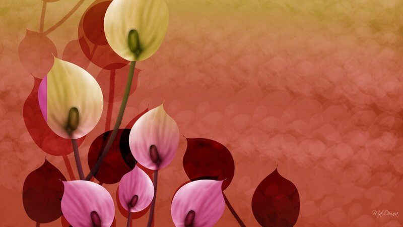 Calla Lilies in Bloom