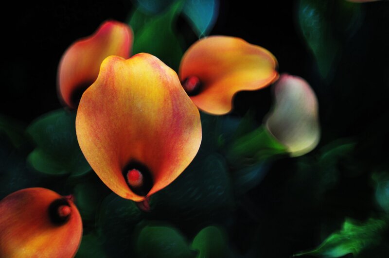 Calla Lilies in Bloom — Yellow