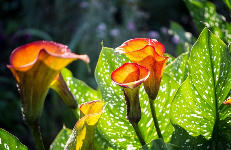 Calla Lilies in Garden