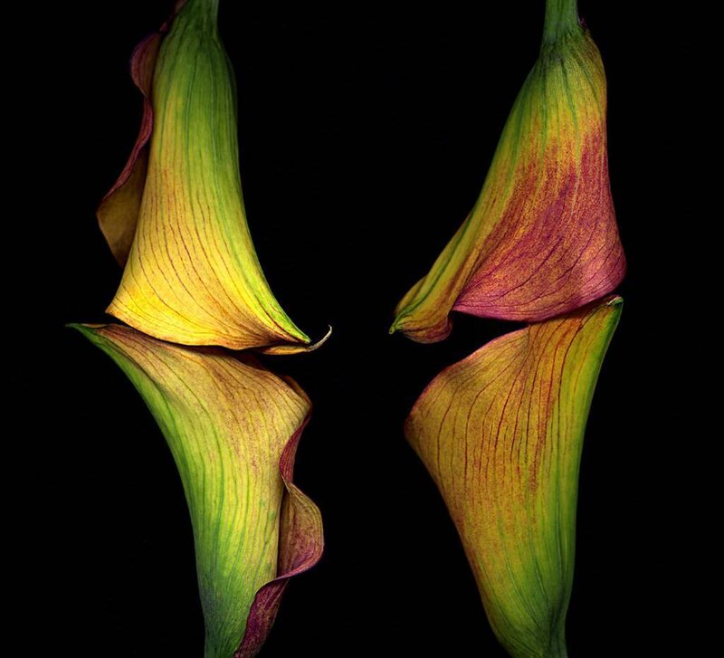 Calla lilies in vibrant colors