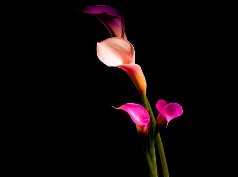 Calla Lilies on Black