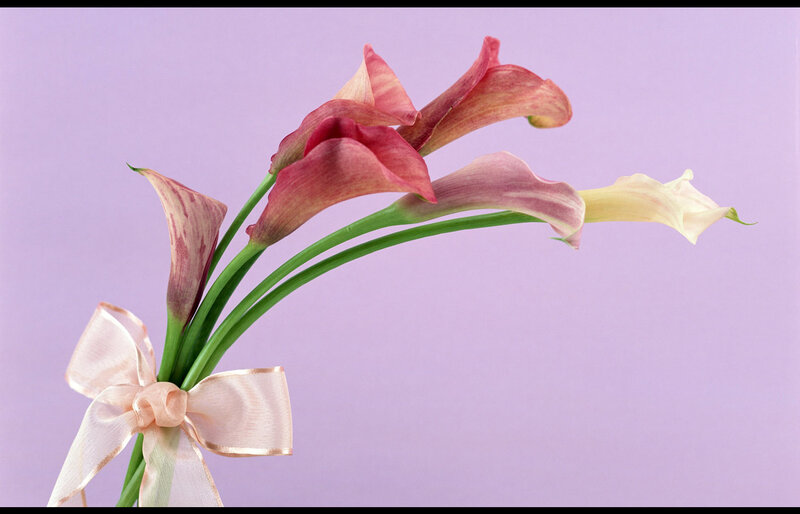 Calla Lilies with Ribbon
