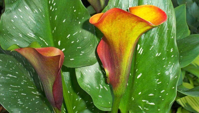 Calla lilies with spotted leaves