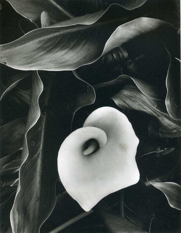 Calla Lily in Monochrome