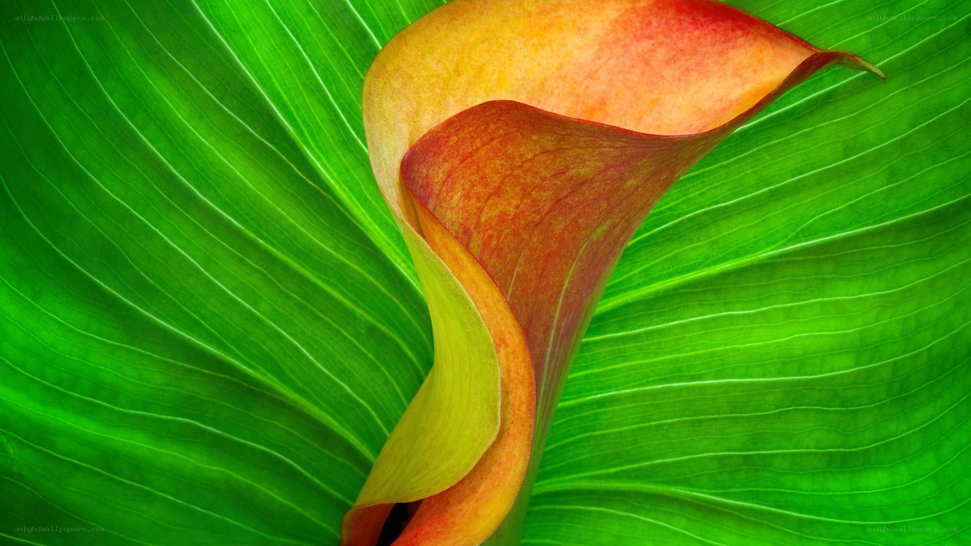 Calla lily on green leaf