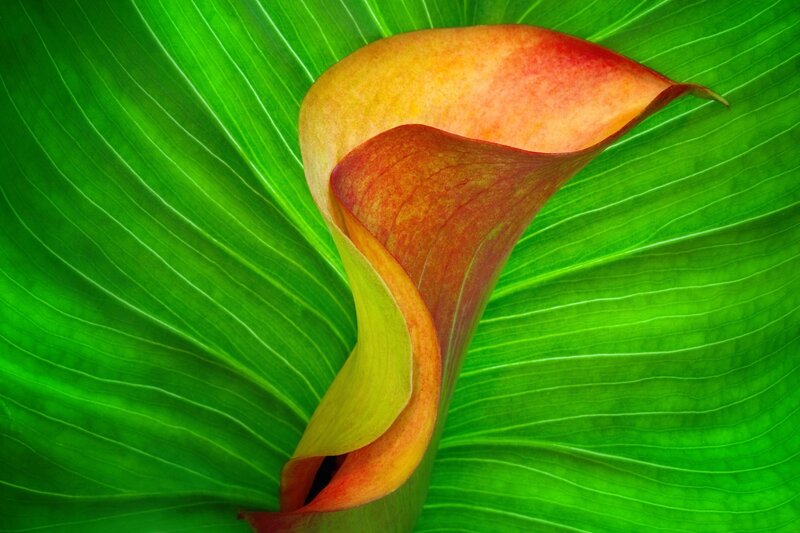 Calla Lily on Leaf