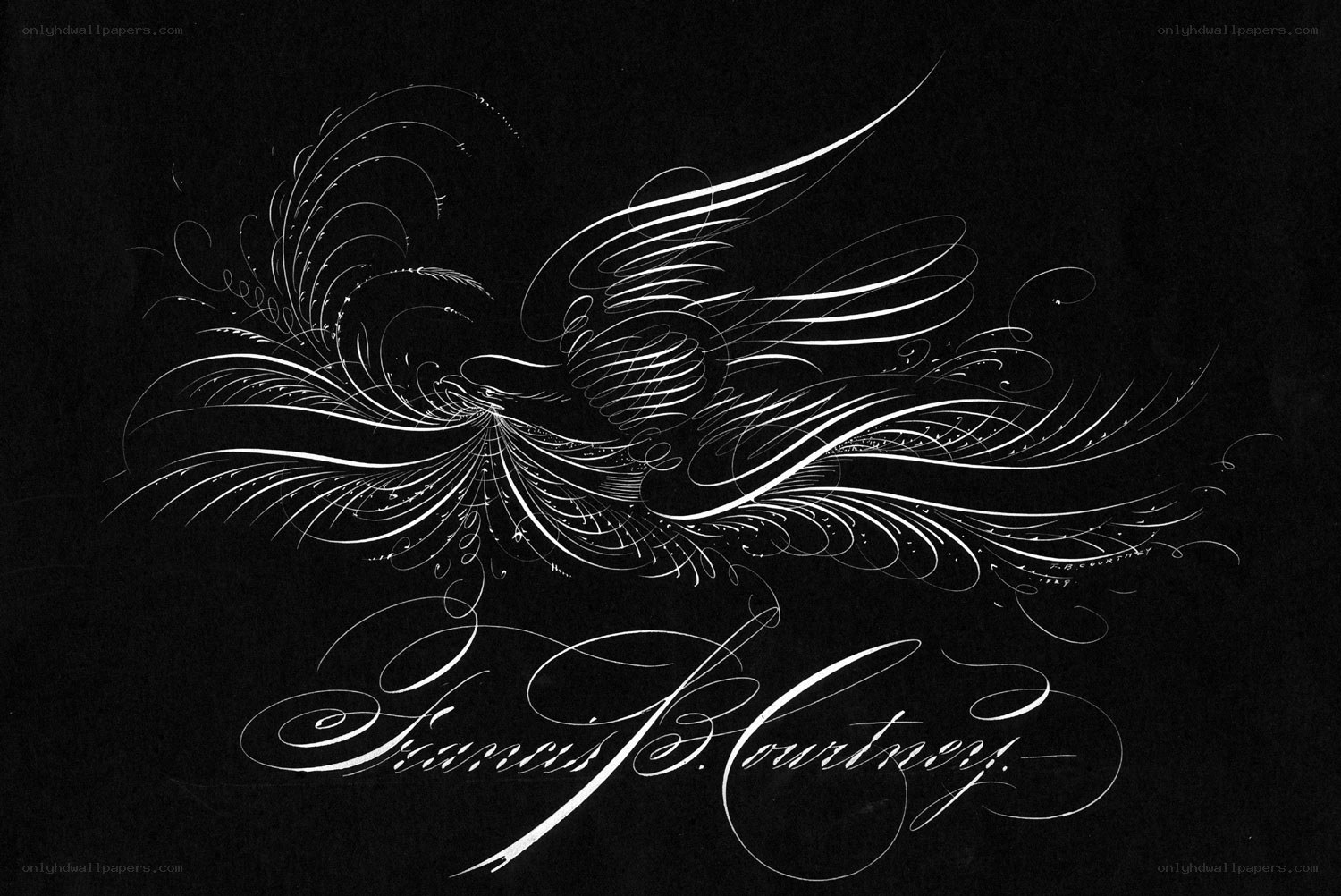Calligraphic bird illustration
