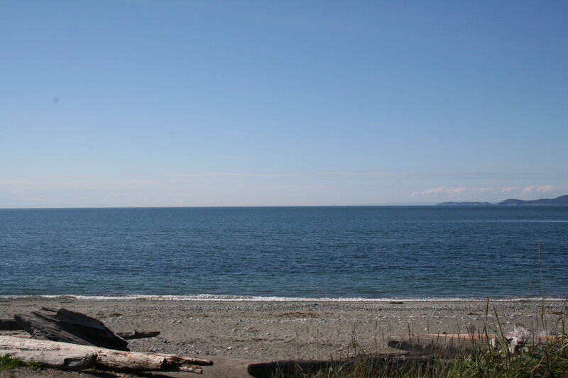 calm beach with driftwood