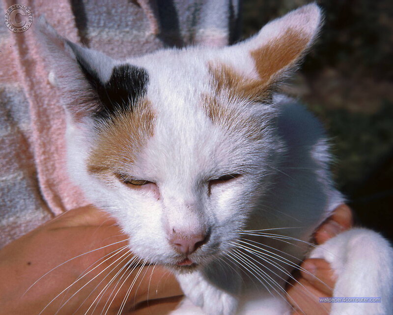 calm calico cat sleeping