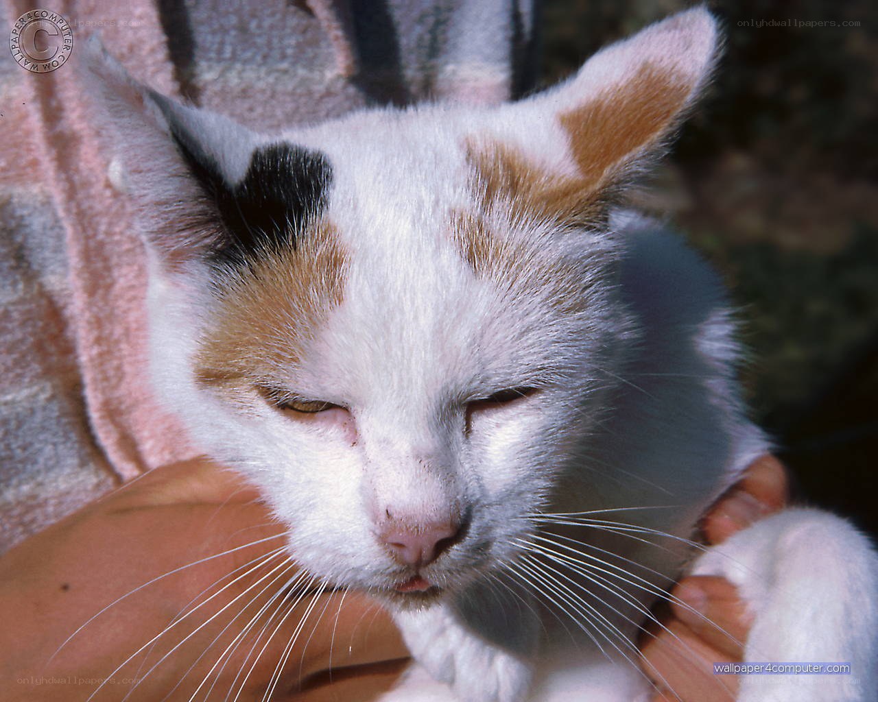 calm calico cat sleeping