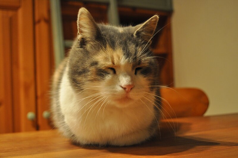 calm cat on a table