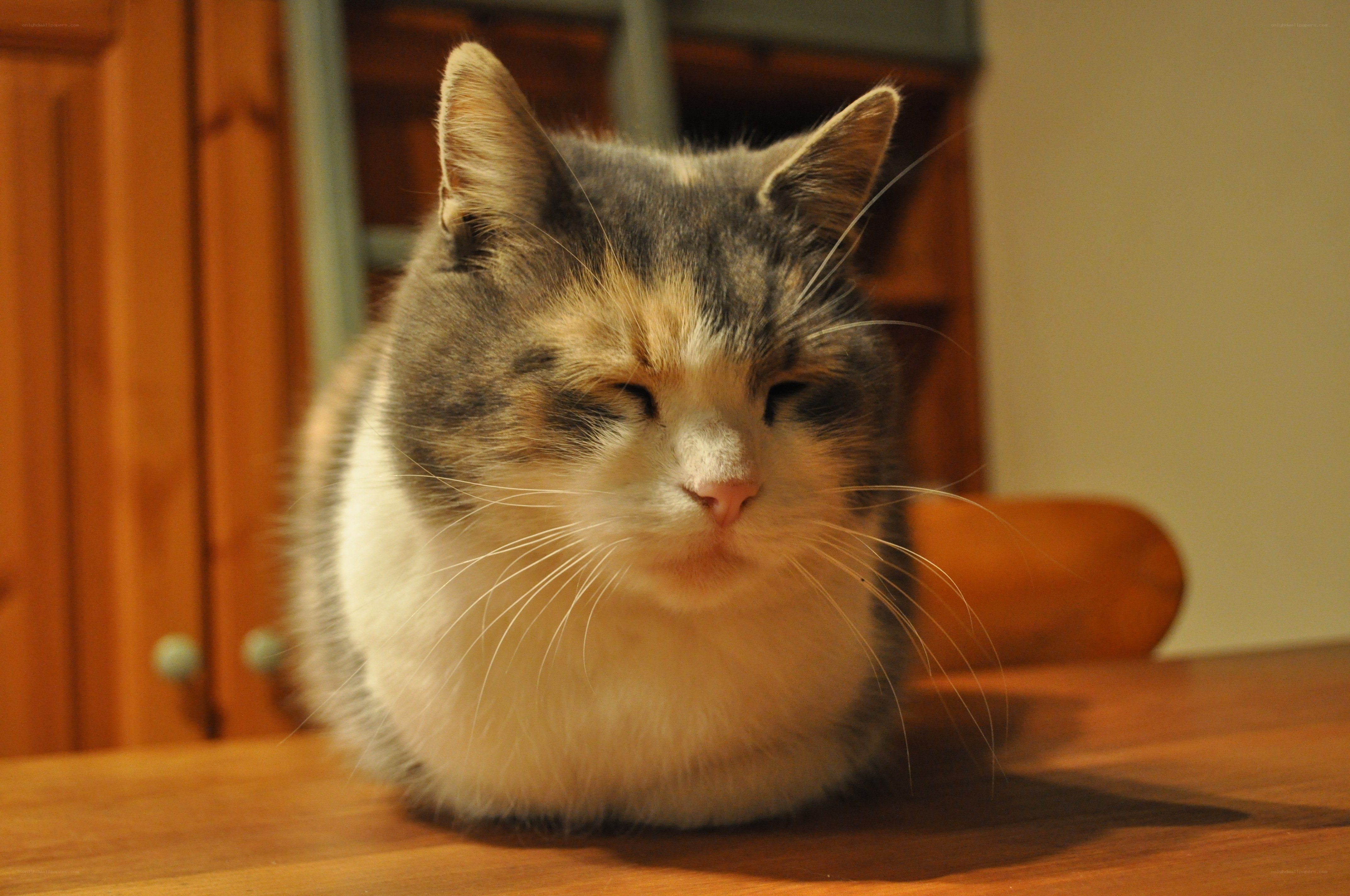 calm cat on a table