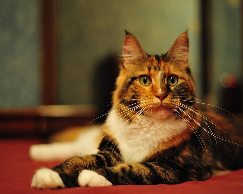 calm cat on red surface