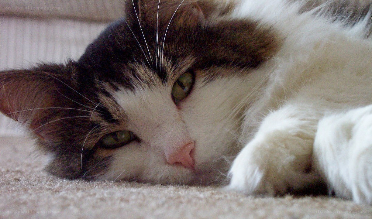 calm cat resting on carpet