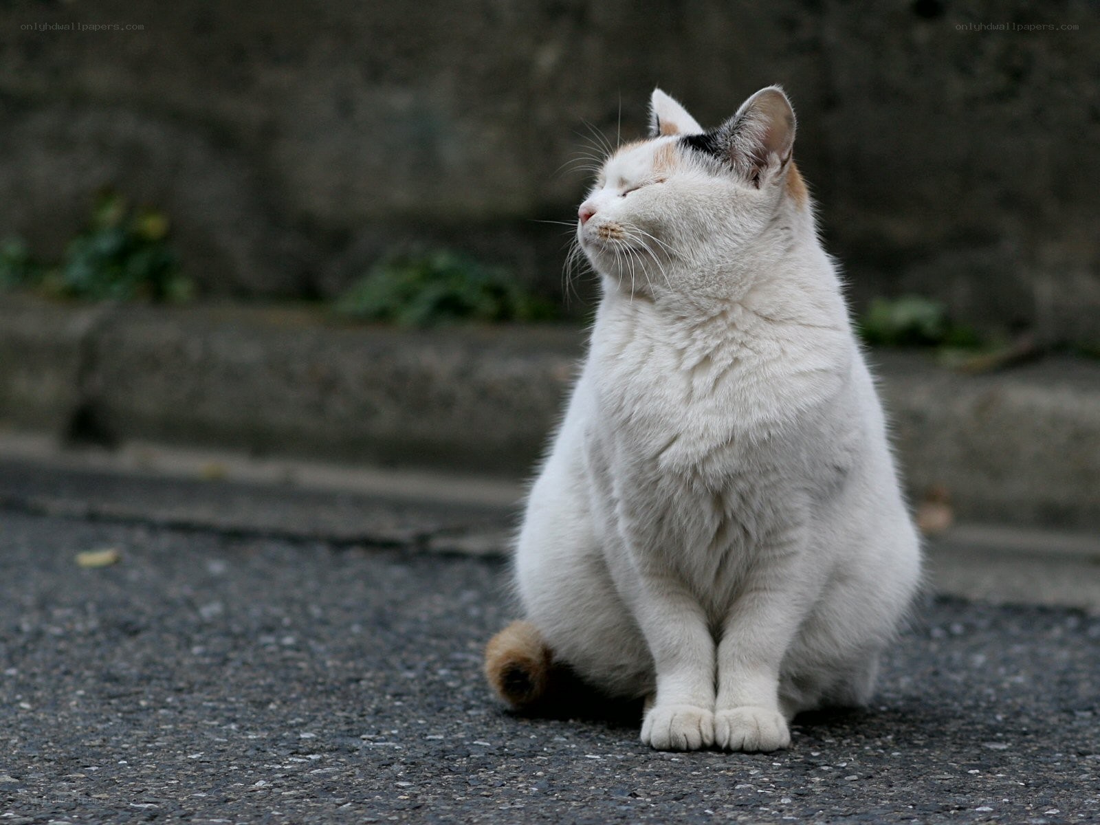 calm cat sitting on pavement