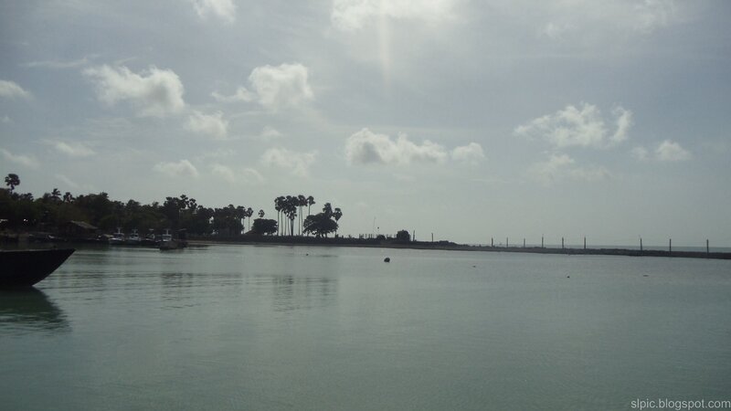 calm harbor with palm trees