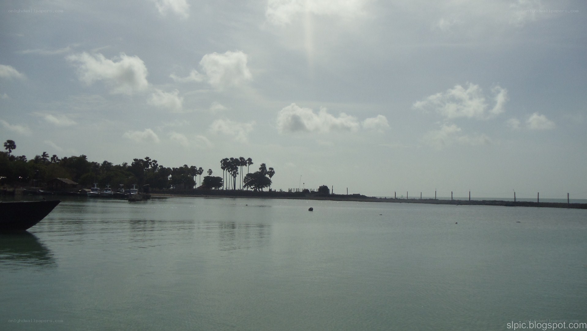 calm harbor with palm trees