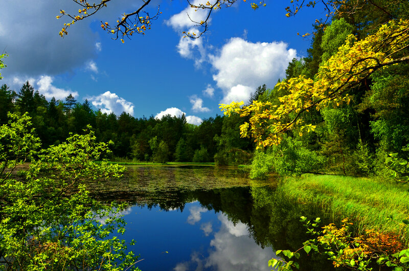Calm Lake in Forest — Blue, Serene