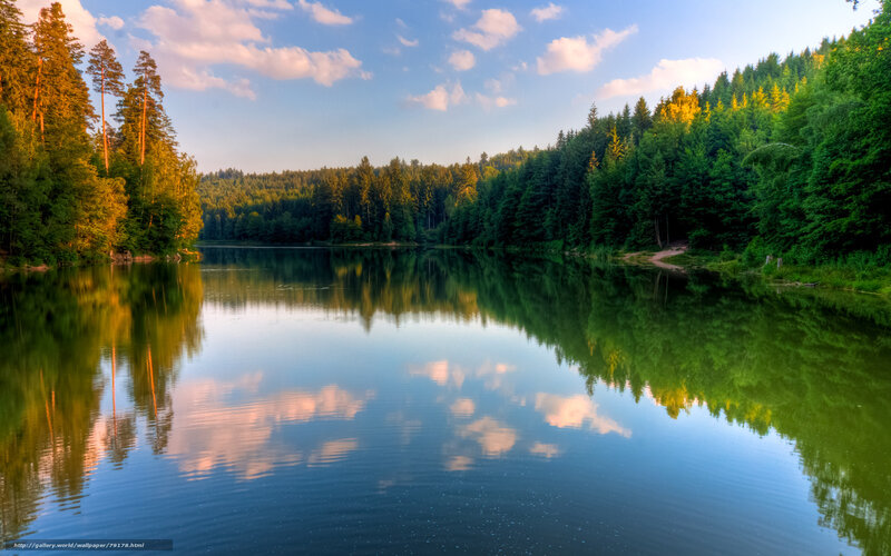 Calm Lake in Forest — Green, Serene, Afternoon, Photograph, Trees, Sky