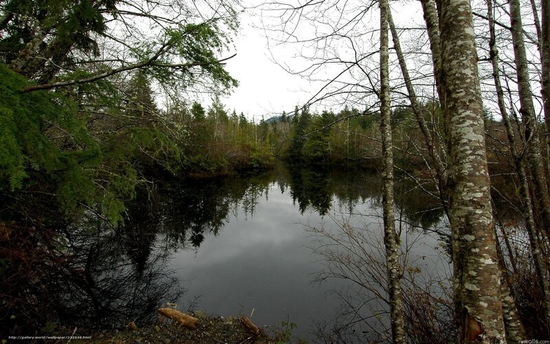 Calm Lake in Forest — Green, Serene, Autumn, Photograph