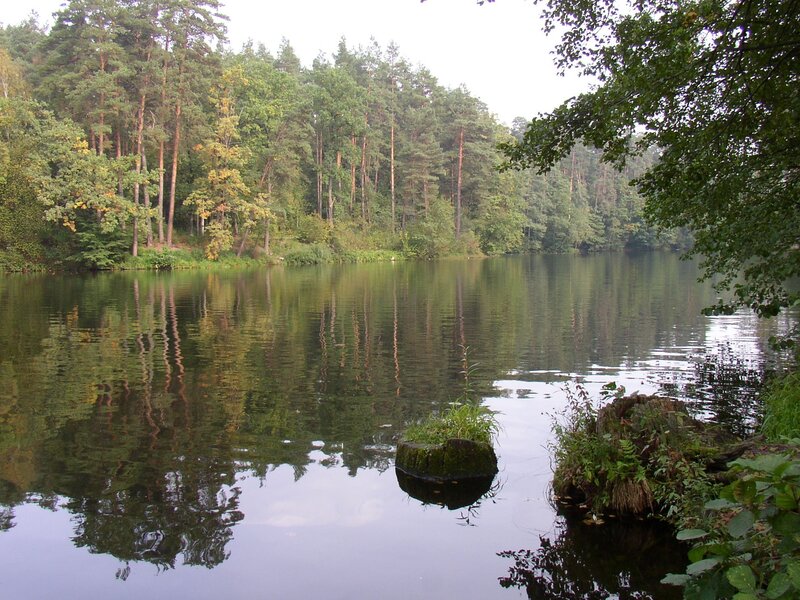 Calm Lake in Forest — Green, Serene, Autumn, Photograph, Trees, Reflection
