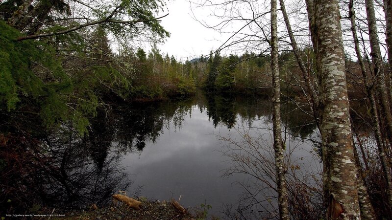 Calm Lake in Forest — Green, Serene, Autumn, Photograph, Trees