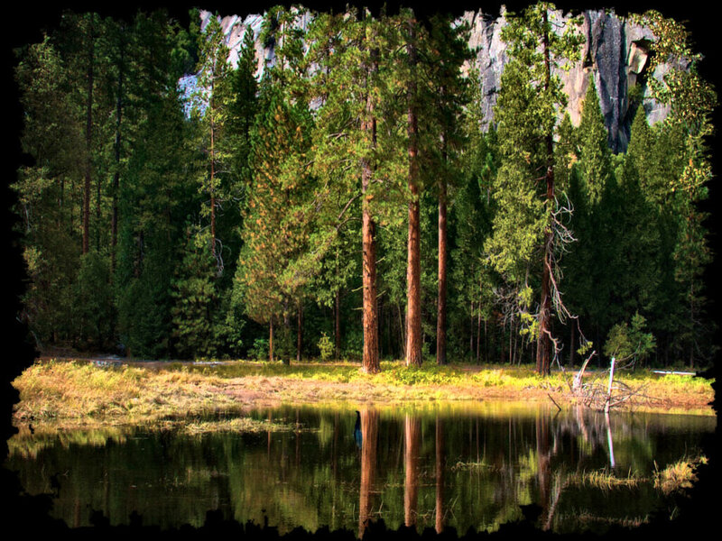 Calm Lake in Forest — Green, Serene