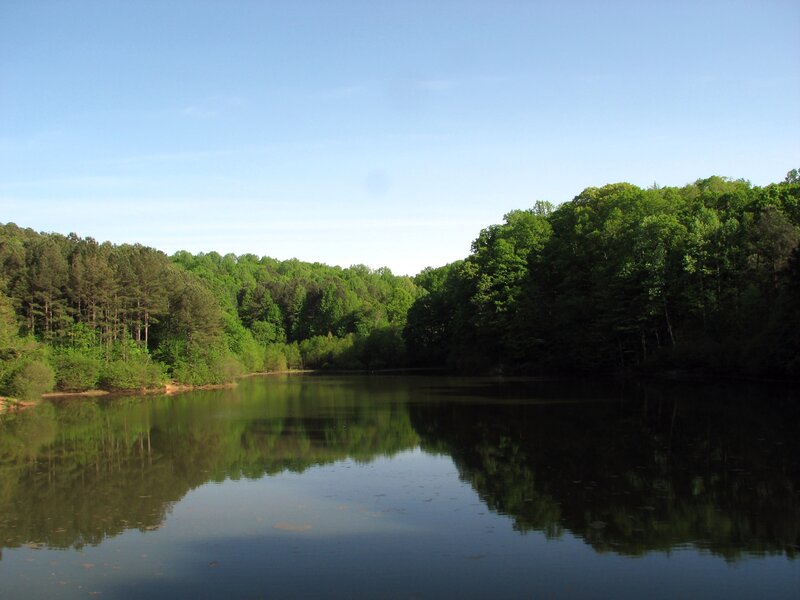 Calm Lake in Forest — Green