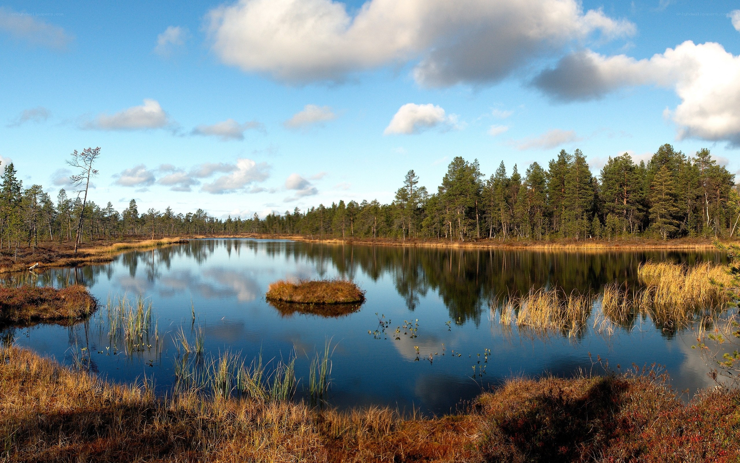 Calm lake in forest landscape