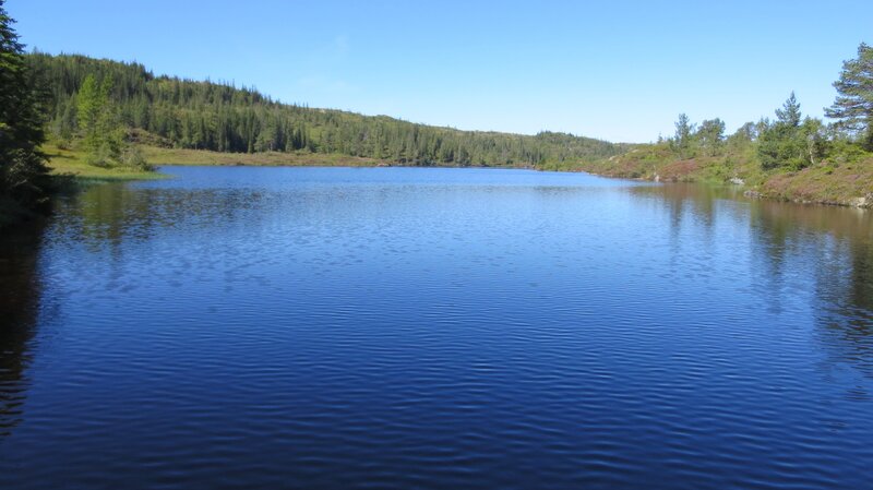 Calm lake in forested landscape